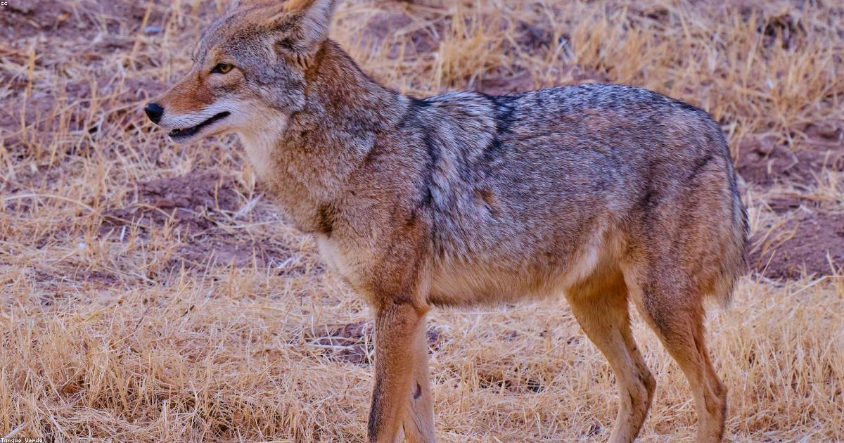 Festival di narrazione interattiva in Italia